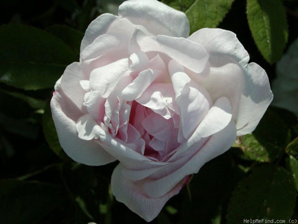 'Catherine Ghislaine (hybrid china)' rose photo