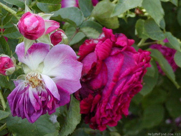 'Frau O. Plegg' rose photo