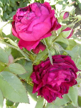 'John Bright' rose photo