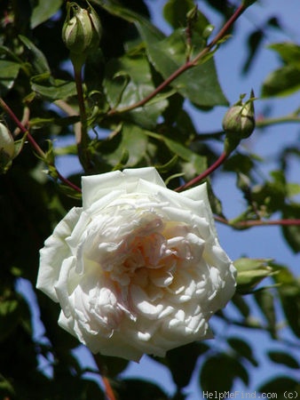 'Joseph Liger' rose photo