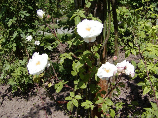 'Miss Jekyll' rose photo