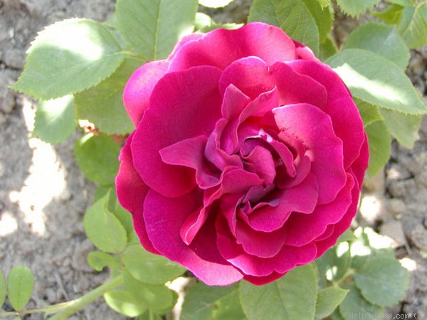 'Madame Lemesle' rose photo