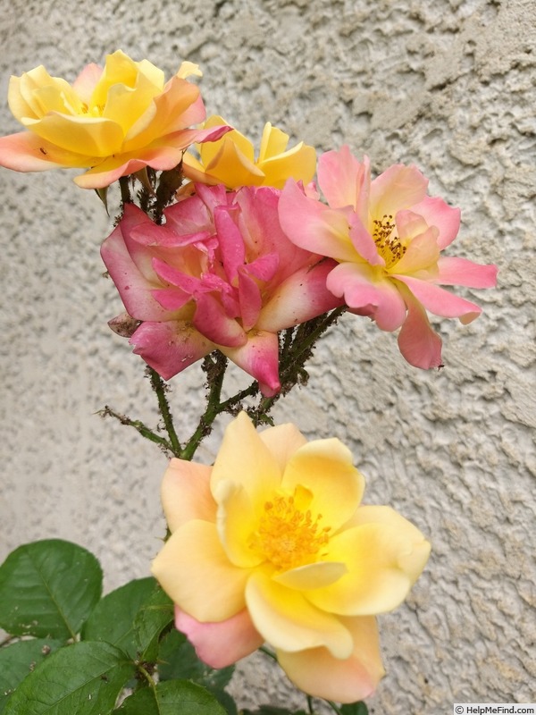 'Joseph's Coat' rose photo