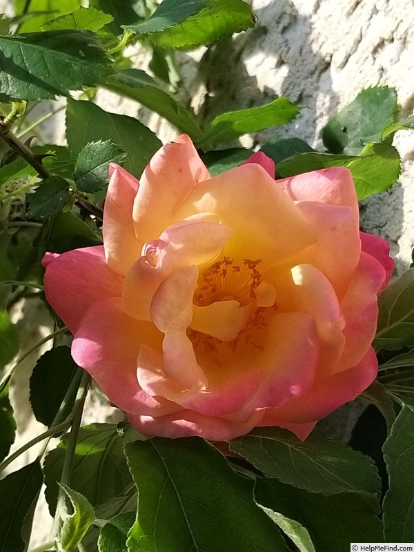 'Joseph's Coat' rose photo