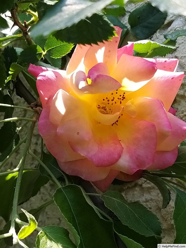 'Joseph's Coat' rose photo