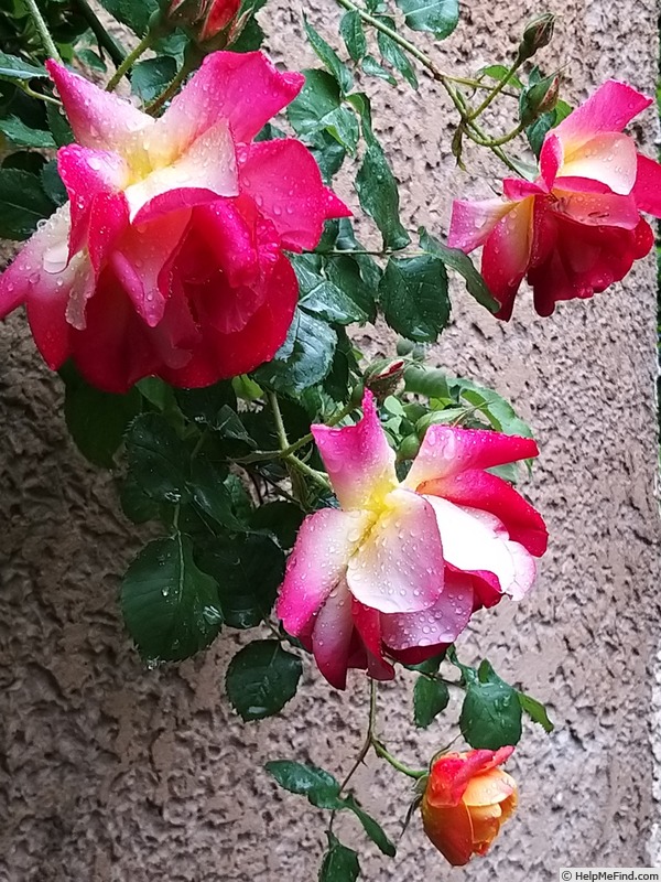 'Joseph's Coat' rose photo