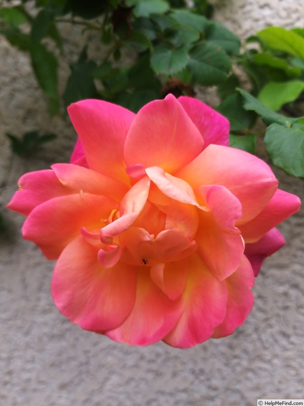 'Joseph's Coat' rose photo