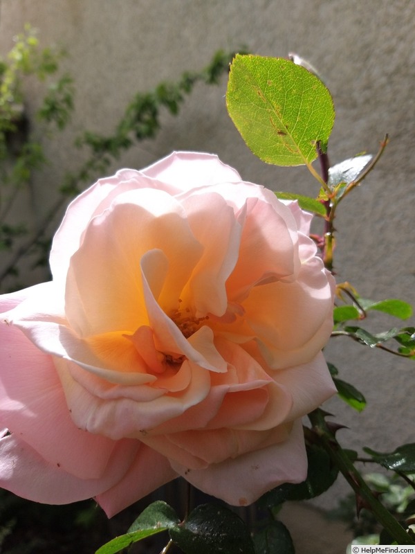 'Laetitia Casta ®' rose photo