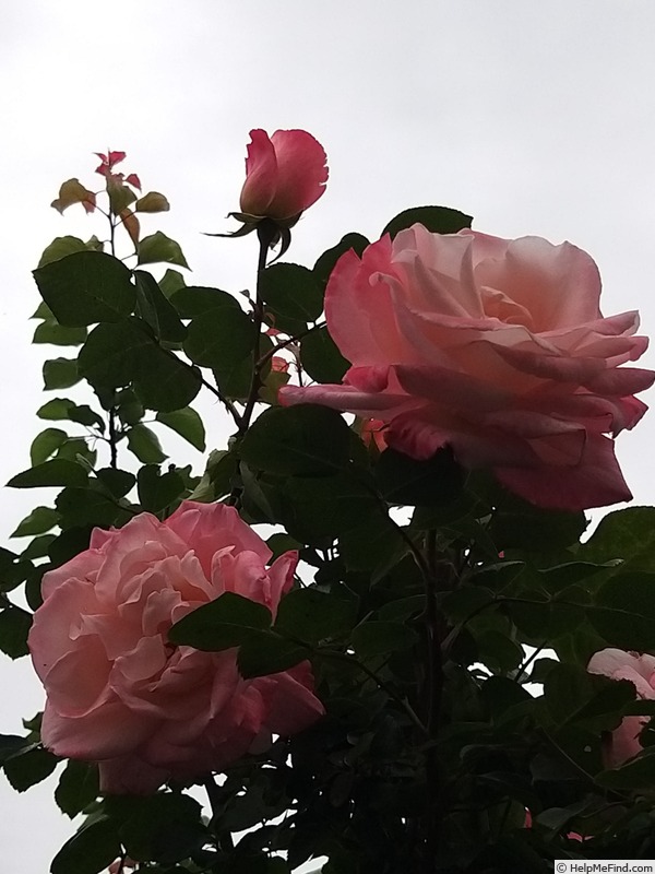 'Laetitia Casta ®' rose photo