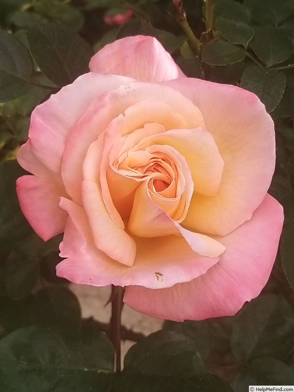 'Laetitia Casta ®' rose photo