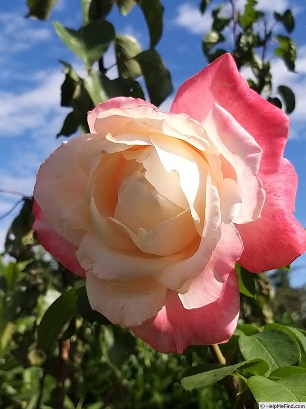 'Laetitia Casta ®' rose photo