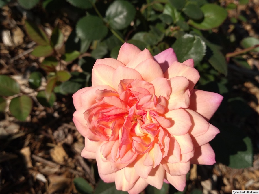 'Sweet Love' rose photo