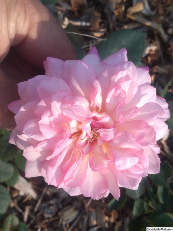 'Sweet Love' rose photo