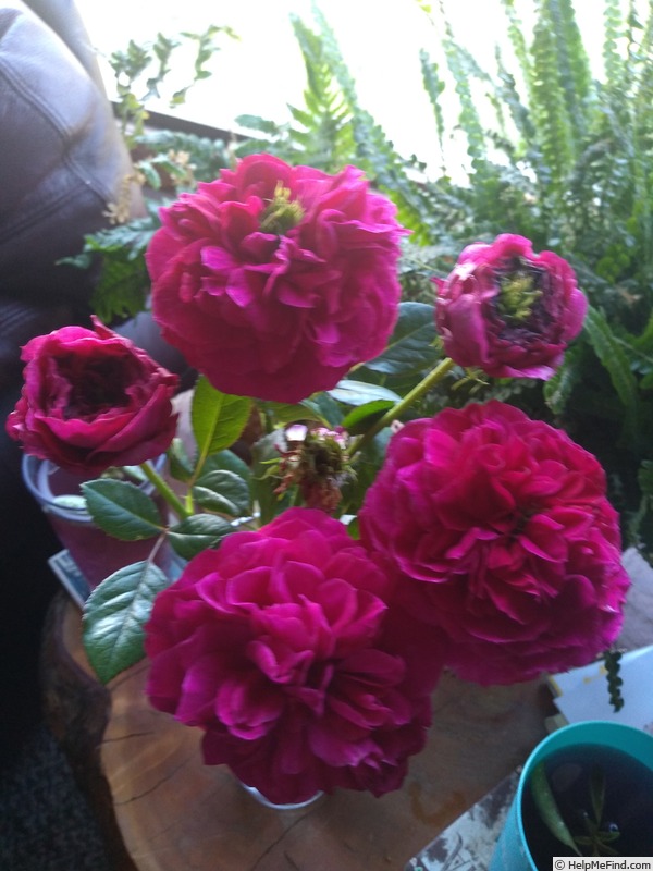 '18RugxSq' rose photo