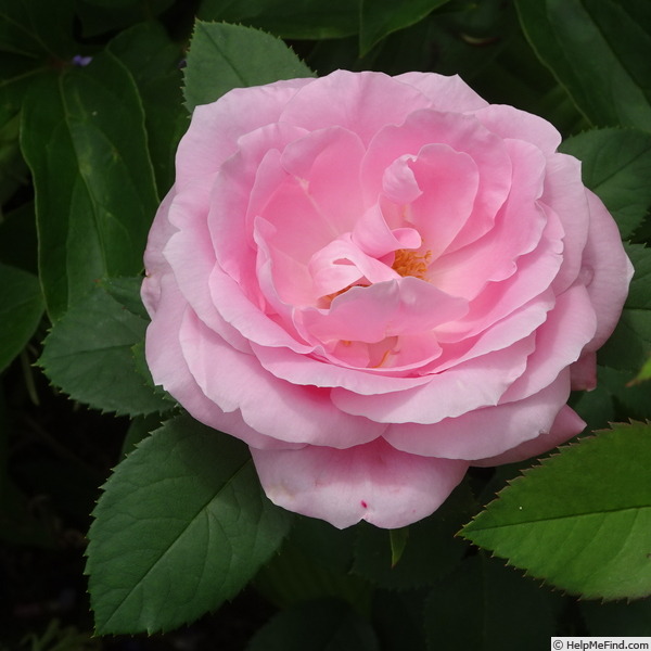 'Baroness Rothschild' rose photo