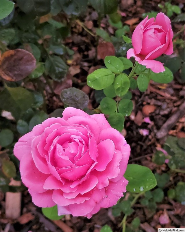 'Surville' rose photo