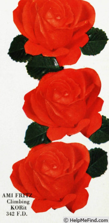 'Ami Fritz, Cl.' rose photo