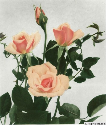 'Catalina (hybrid Tea, Grillo 1940)' rose photo