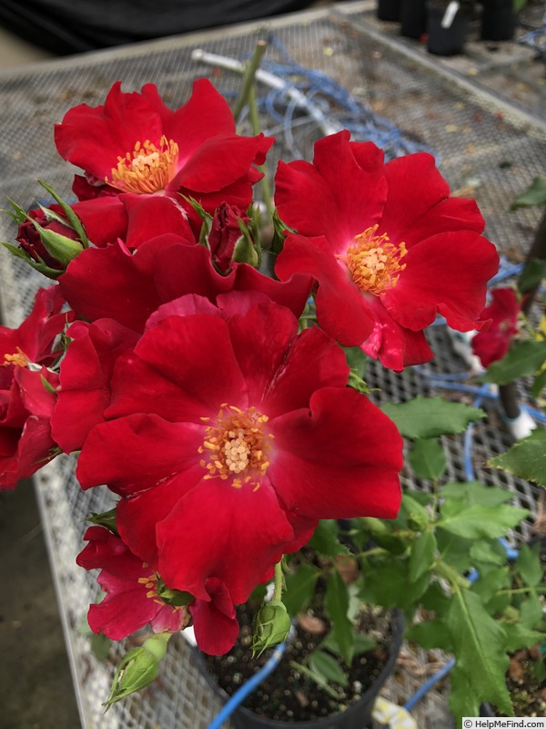 'Marjorie Kinnan Rawlings' rose photo