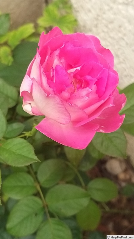'Bornéo Odore ®' rose photo