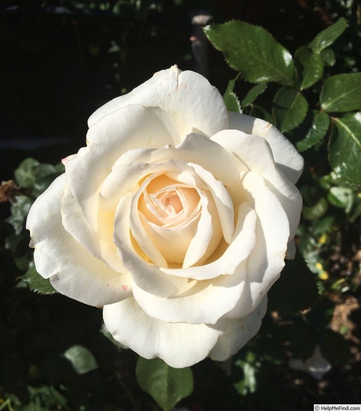 'Lucy Bem' rose photo