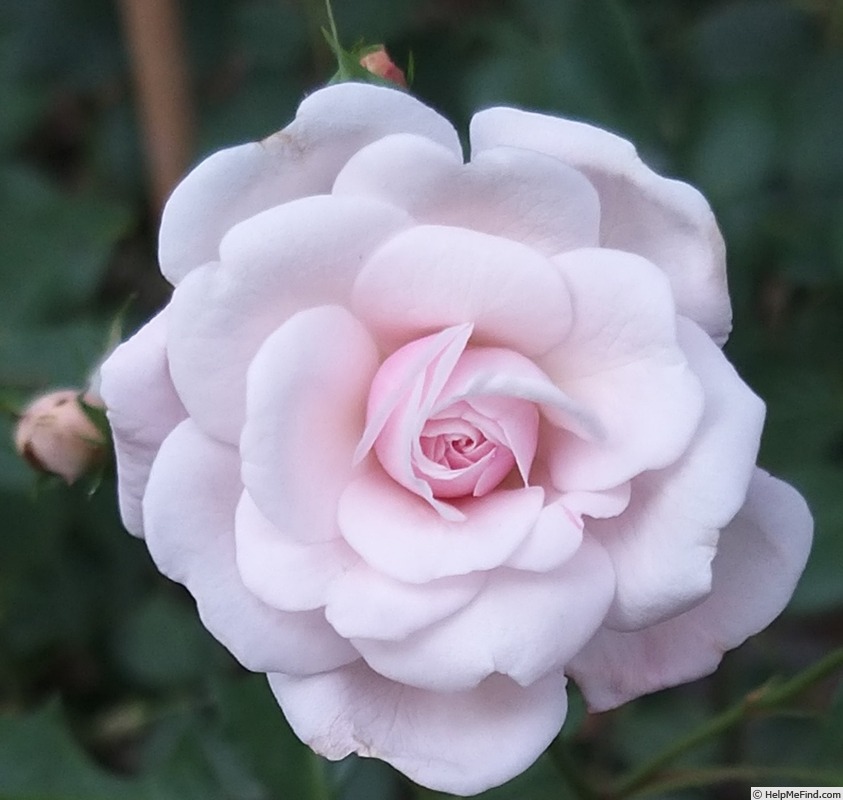'Marie Pavié' rose photo