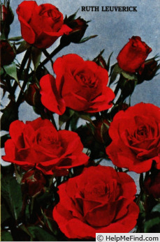 'Ruth Leuwerick' rose photo