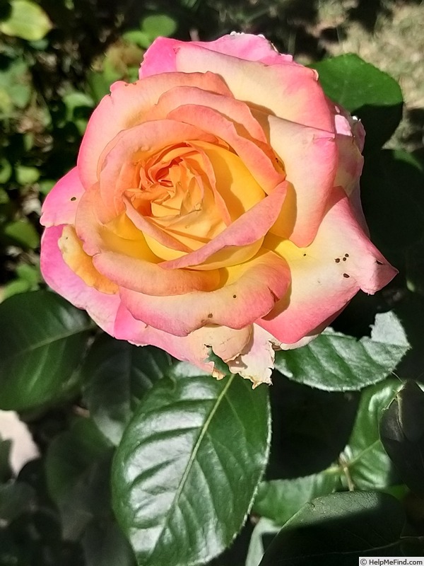 'Pullman Orient Express ®' rose photo