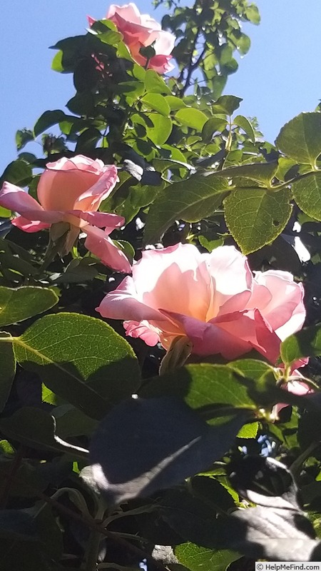 'Laetitia Casta ®' rose photo