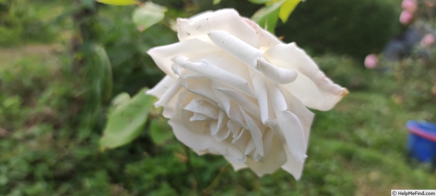 'The Bride (tea, May, 1885)' rose, click to enlarge 'The Bride (tea, May, 1885)' rose photo