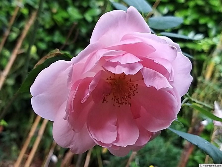 'Kathryn Morley' rose photo