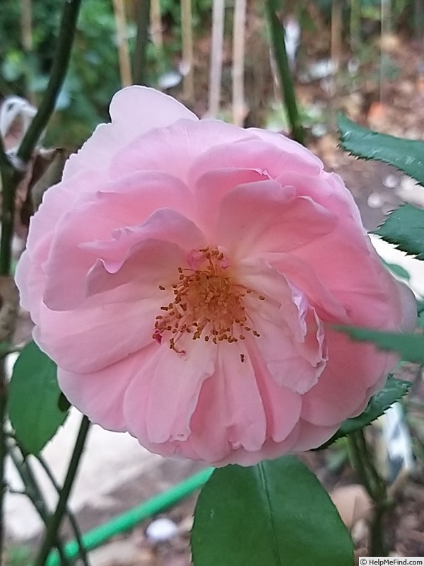 'Kathryn Morley' rose photo