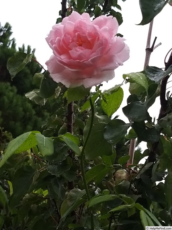 'Kathryn Morley' rose photo