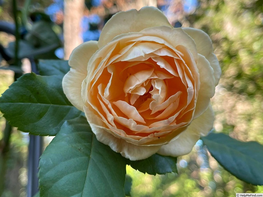 'Crown Princess Margareta ®' rose photo