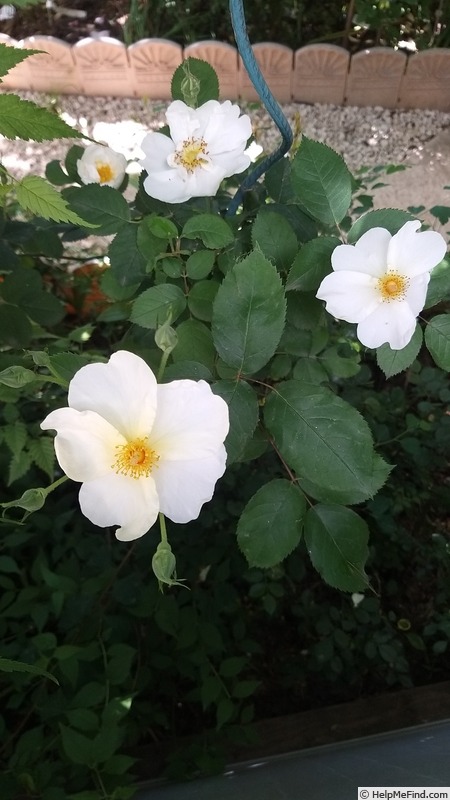 'Kew Gardens' rose photo