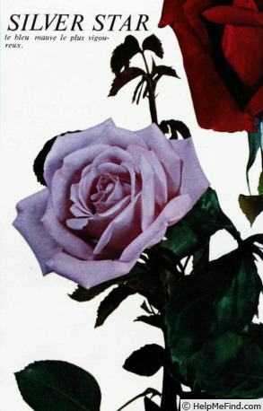 'Silver Star ® (hybrid tea, Kordes 1966)' rose photo