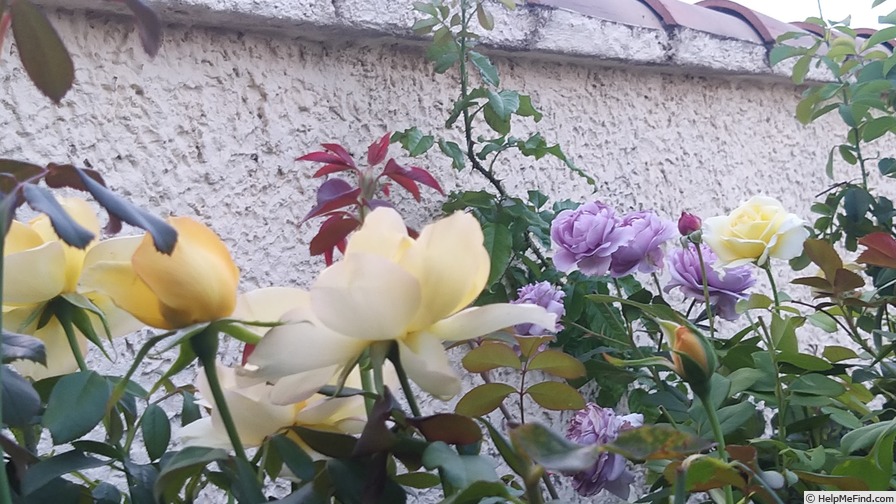 'Novalis ®' rose photo