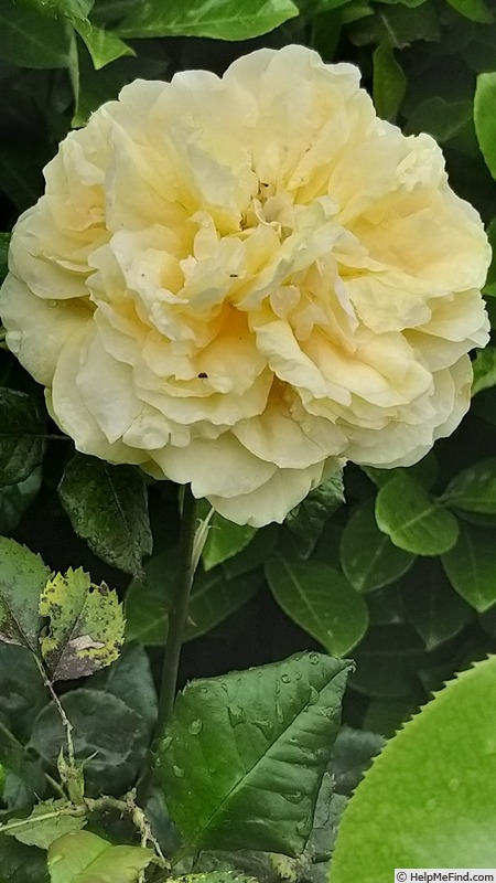 '100 Idées Jardin' rose photo