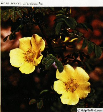 'R. sericea pteracantha' rose photo