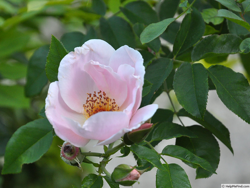 'Schneezwerg X Venusta pendula' rose photo