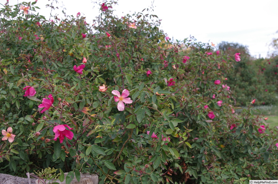 'Mutabilis (china, Unknown, before 1894)' rose photo