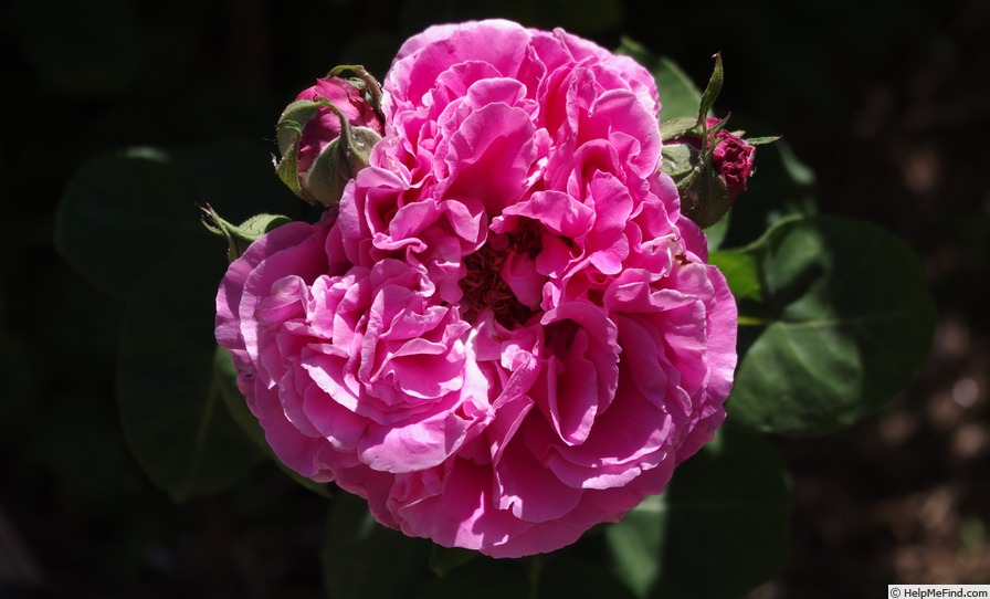 'Paul Neyron (Hybrid Perpetual, Levet, 1869)' rose, click to enlarge 'Paul Neyron (Hybrid Perpetual, Levet, 1869)' rose photo