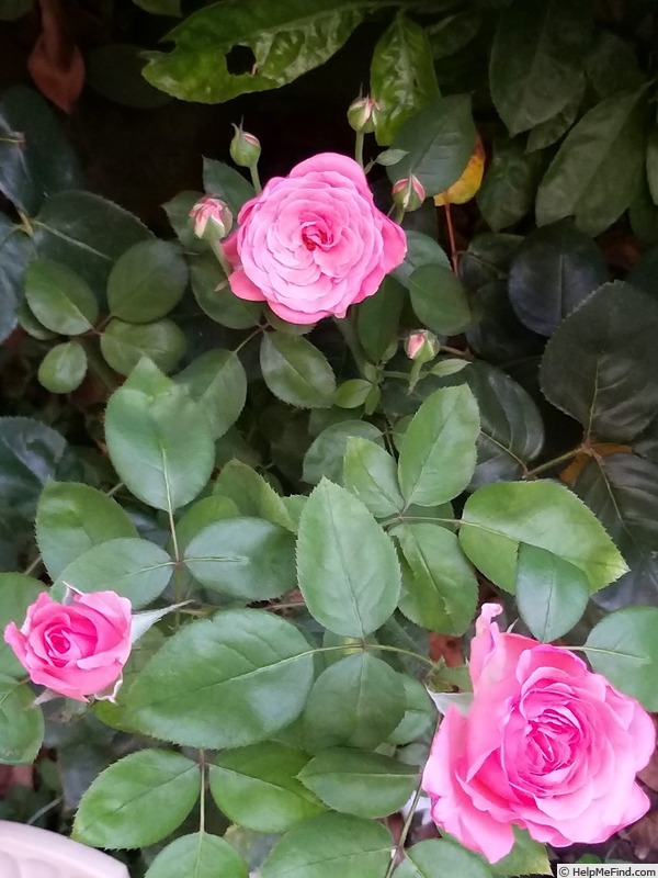 'Marie Caroline ®' rose photo