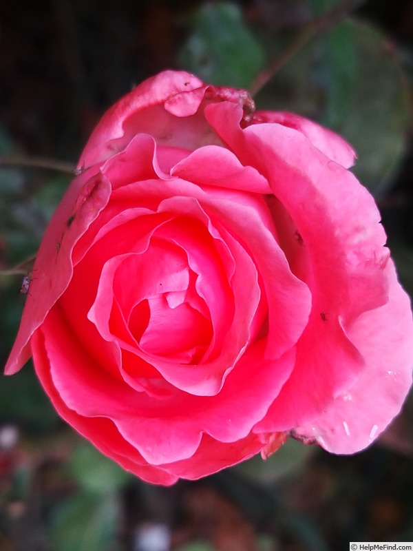'Marie Caroline ®' rose photo