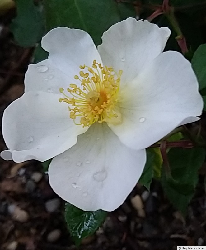 'Kew Gardens' rose photo