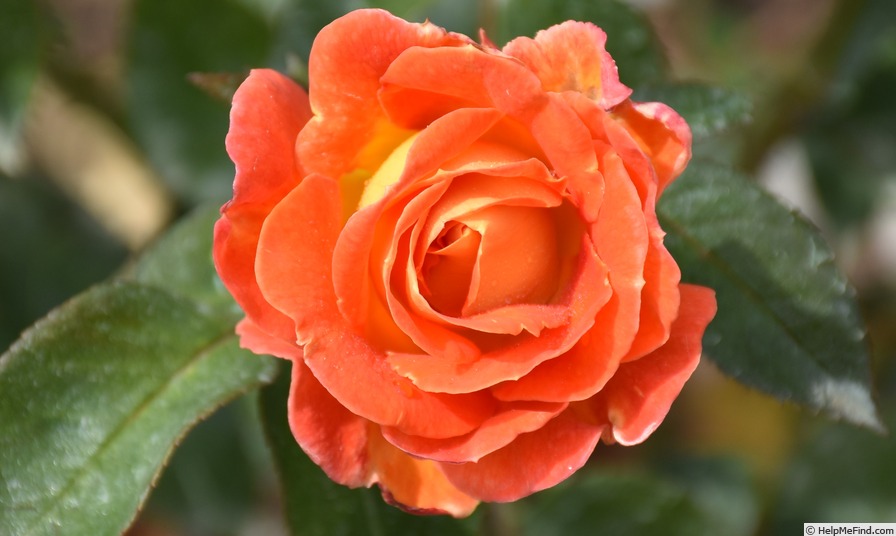 'Dame of Sark' rose photo
