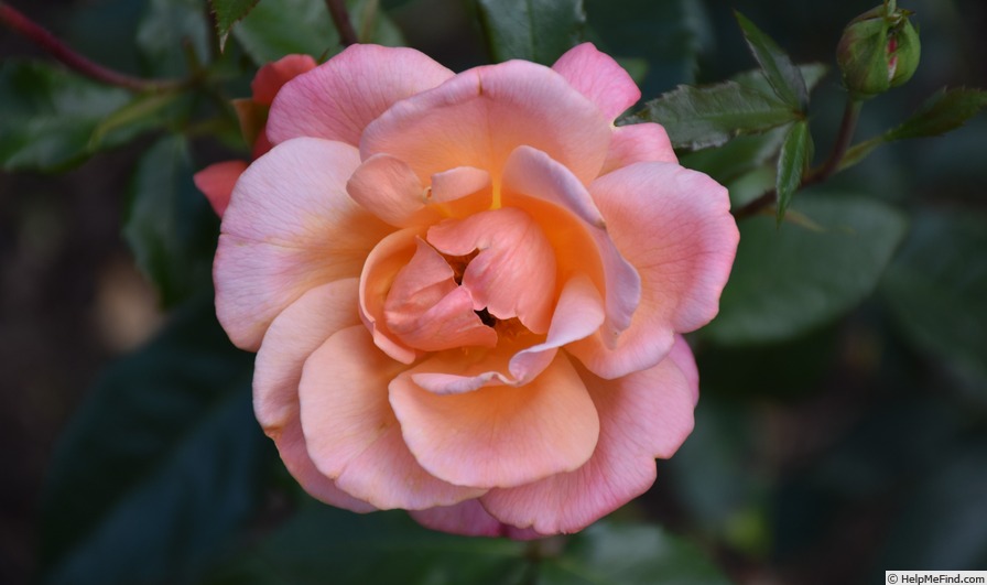 'Fragrant Delight ® (floribunda, Tysterman, 1978)' rose photo