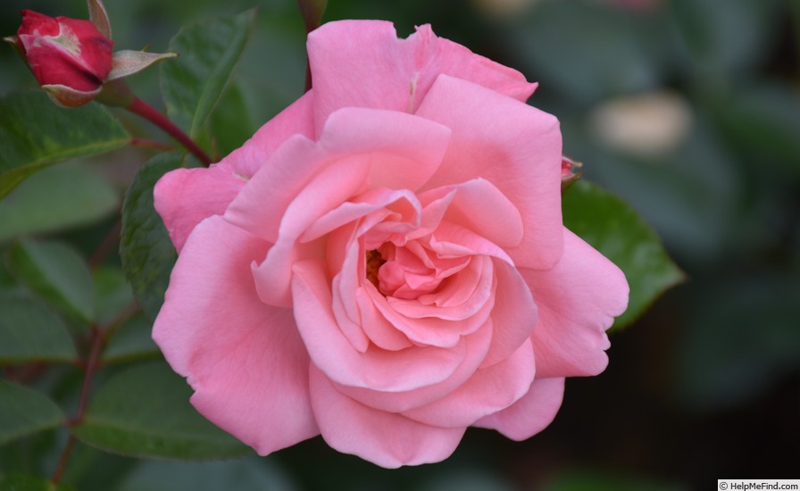 'Anna Livia' rose photo