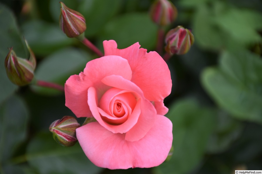 'Anna Livia' rose photo