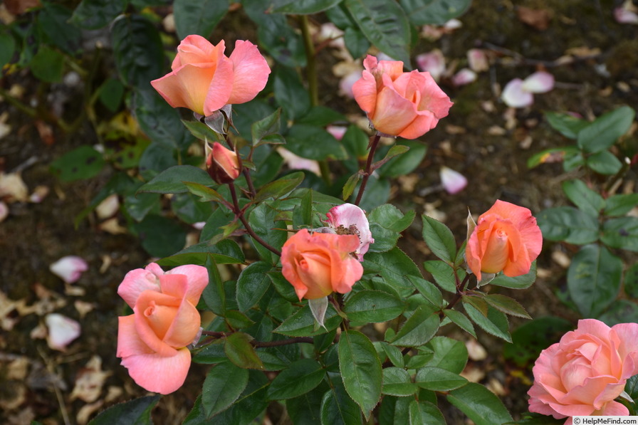 'Paul Shirville' rose photo